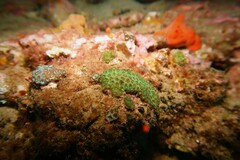 Plesiastrea versipora