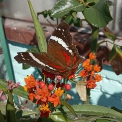 Anartia fatima colima