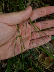 Cyperus gracilis