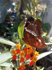 Anartia fatima colima
