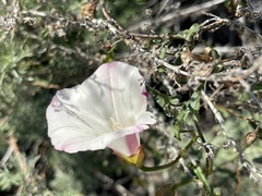 Calystegia macrostegia