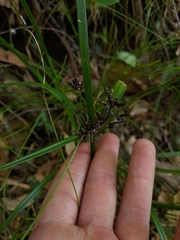 Cyperus tetraphyllus