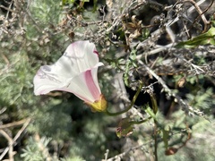 Calystegia macrostegia