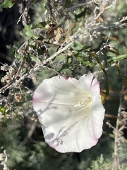 Calystegia macrostegia