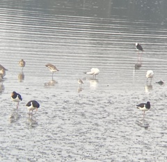 Anarhynchus frontalis