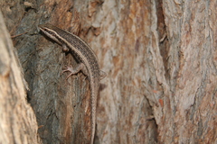 Trachylepis spilogaster