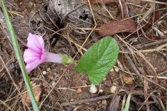 Ipomoea transvaalensis