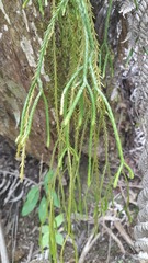 Phlegmariurus billardierei