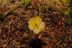 Ranunculus adoneus