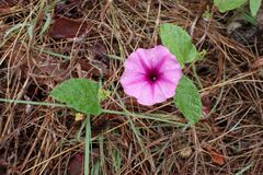 Ipomoea transvaalensis