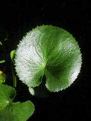 Ornduffia calthifolia