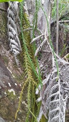 Phlegmariurus billardierei