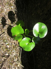 Ornduffia calthifolia