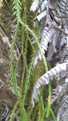 Phlegmariurus billardierei