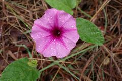 Ipomoea transvaalensis