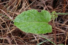 Ipomoea transvaalensis