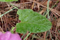 Ipomoea transvaalensis