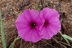 Ipomoea transvaalensis