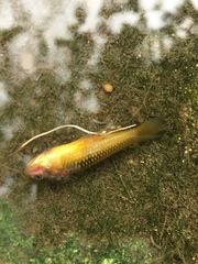 Xiphophorus variatus