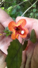 Rhabdothamnus solandri