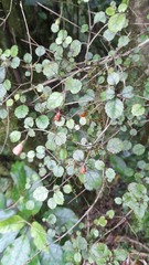 Rhabdothamnus solandri