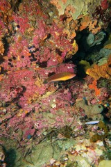 Austrolabrus maculatus