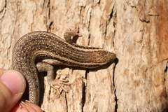 Trachylepis spilogaster