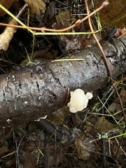 Naematelia encephala