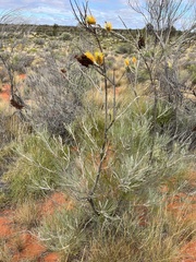 Grevillea eriostachya