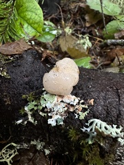 Naematelia encephala