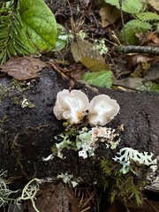 Naematelia encephala