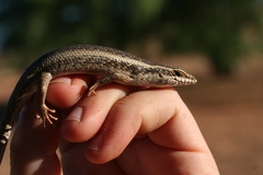 Trachylepis spilogaster