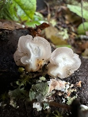 Naematelia encephala