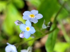 Myosotis sylvatica