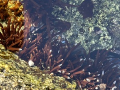 Prionitis lanceolata