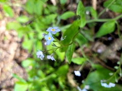 Myosotis sylvatica