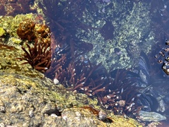 Prionitis lanceolata