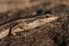 Trachylepis spilogaster