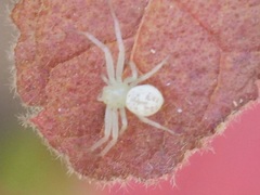 Zygometis xanthogaster