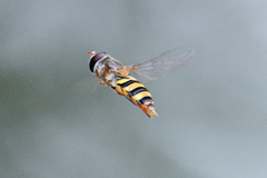 Ischiodon scutellaris