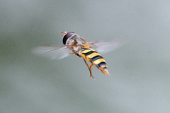 Ischiodon scutellaris