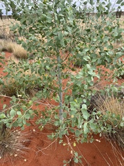 Codonocarpus cotinifolius