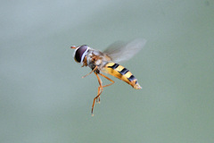 Ischiodon scutellaris