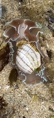 Hydatina physis