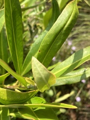 Tristaniopsis laurina