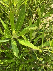 Tristaniopsis laurina