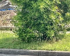 Tristaniopsis laurina