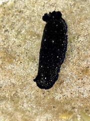 Dendrodoris nigra