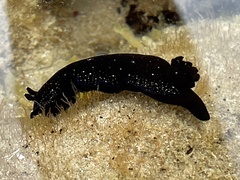 Dendrodoris nigra