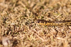 Thamnophis scalaris